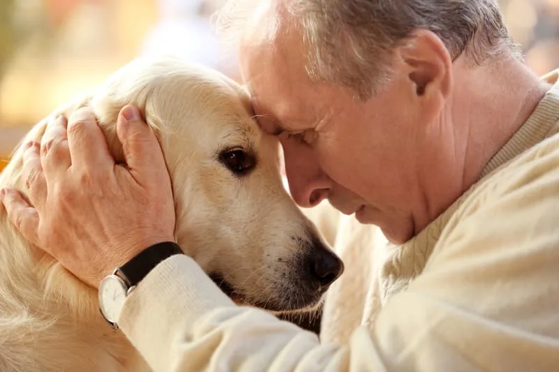 IVDD Surgery in Dogs