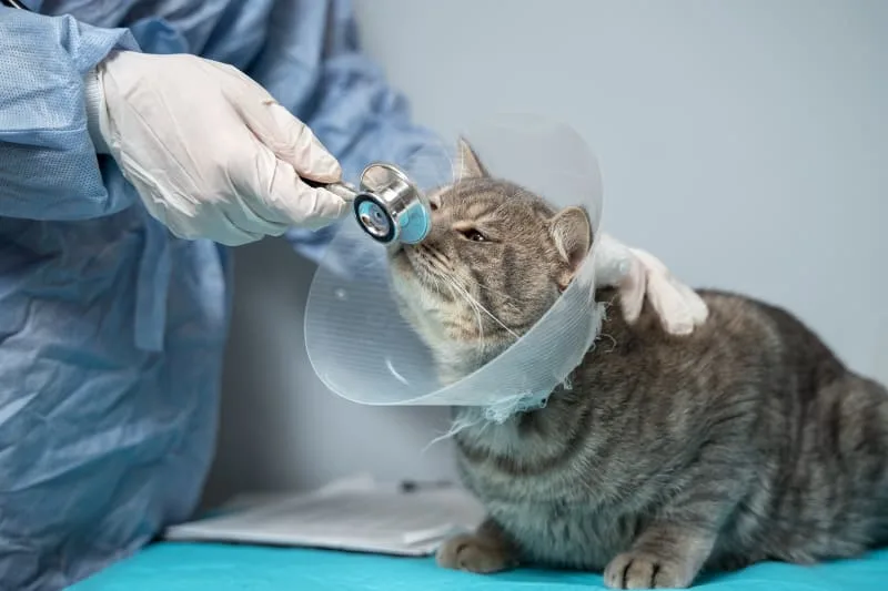 Cat Recovering from Surgery: What To Expect