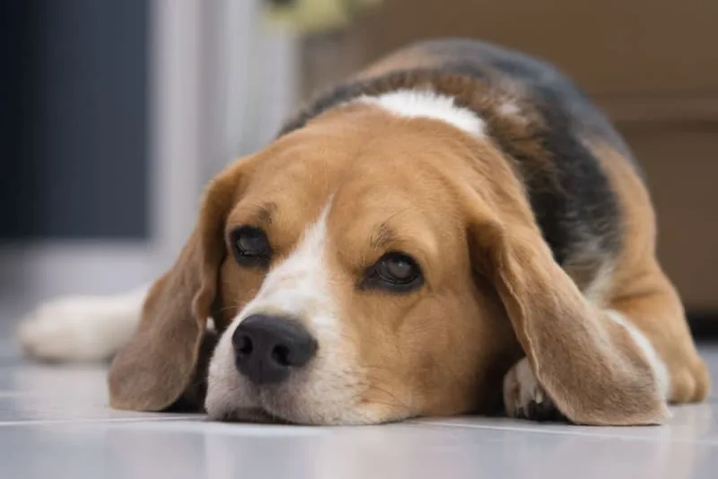 Vomiting in Dogs
