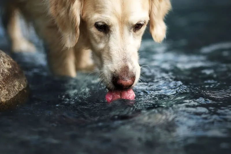Preventing Leptospirosis