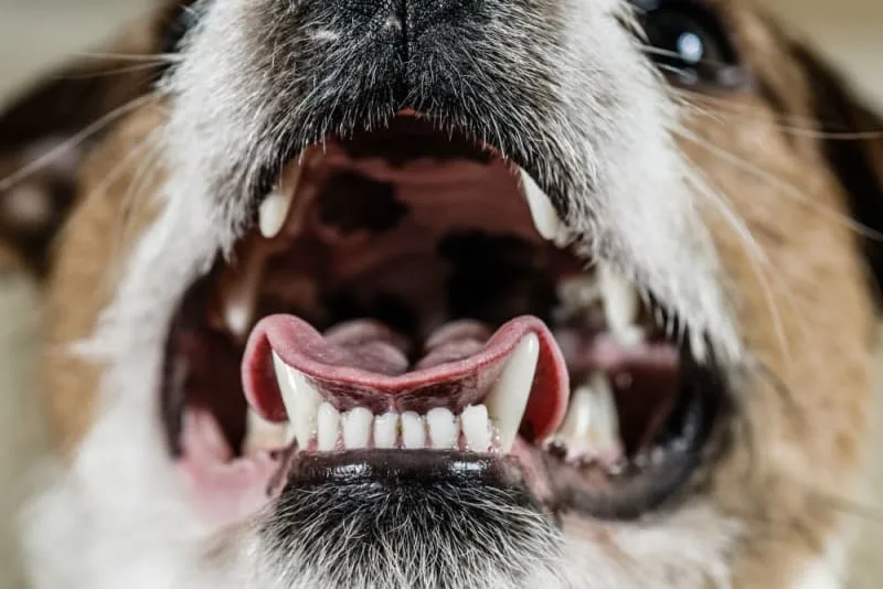 Fractured Teeth in Dogs