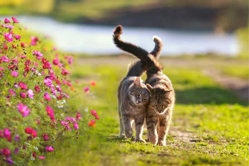 Getting Your Cat Fixed: When and What to Know