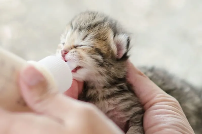 How to Tell How Old a Kitten Is?