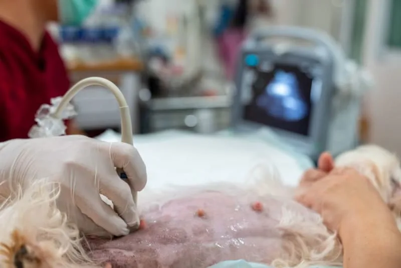 Ultrasounds for Dogs & Cats: What Pet Owners Want to Know