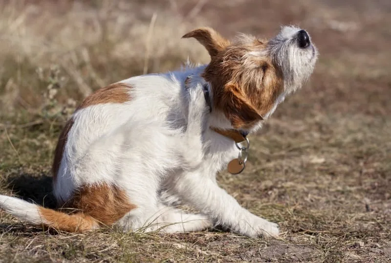 Dog Skin Problems: Scratching, Itching & Other Skin Conditions