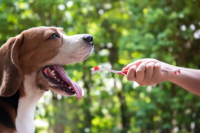 How Often Does My Dog (or Cat) Need Teeth Cleaning?