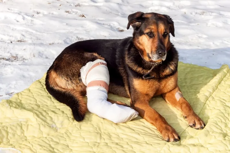 ACL Injuries in Dogs and How to Prevent Them