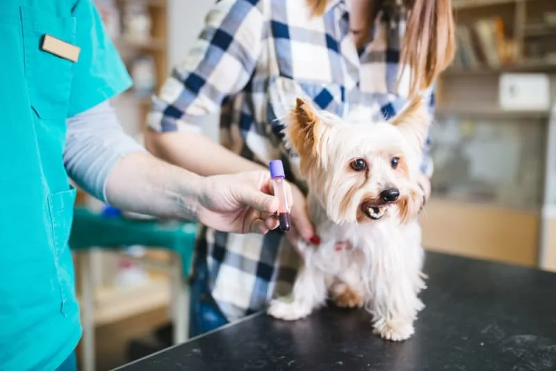 Understanding Blood Tests for Dogs