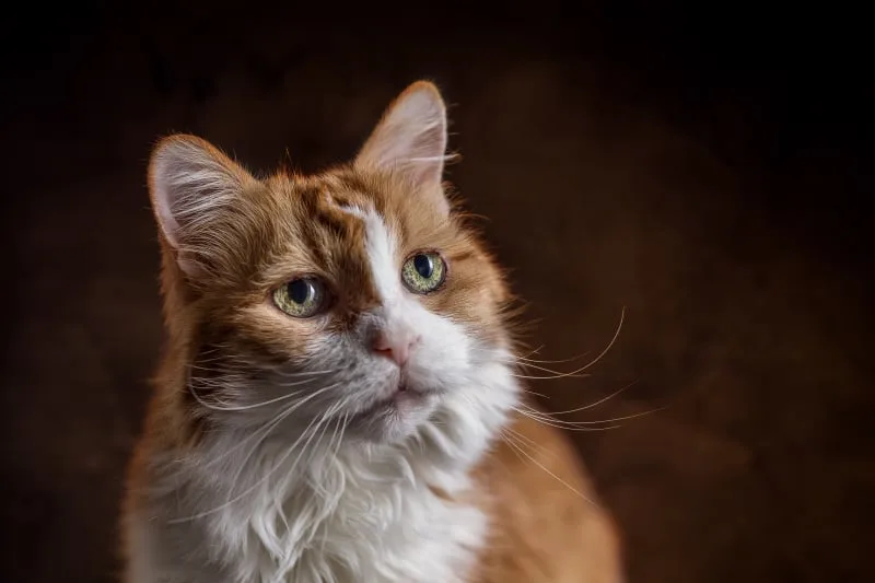Aging Cats: When Is a Cat Considered a Senior?
