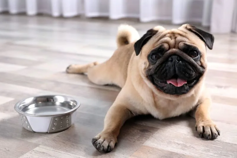 How Long Can a Dog Go Without Water?