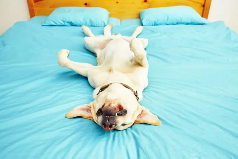 What to Do if Your Dog Collapses or Passes Out