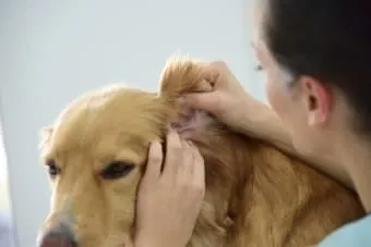 Ear Hematoma Surgery in Dogs