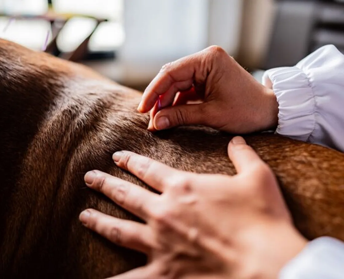 A person's hands performing acupuncture on a brown-furred dog.