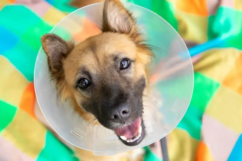 Broken Jaws in Dogs: Causes & Treatments