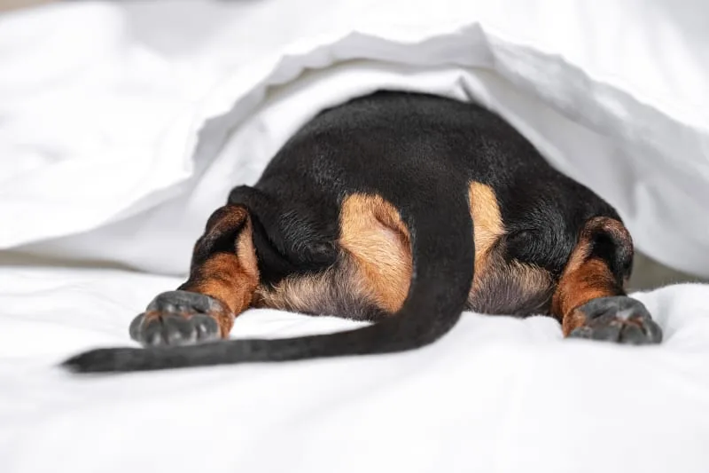 Anal Sac Disease in Dogs