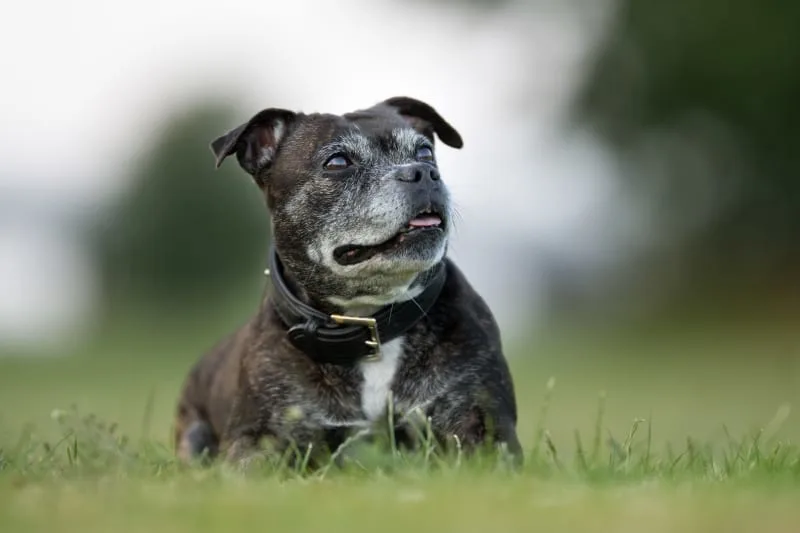 Best Dog Food for Senior Dogs