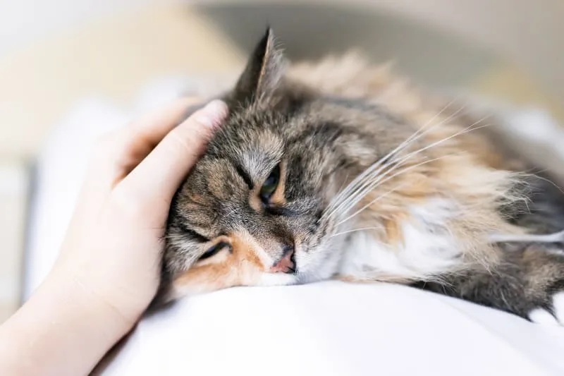 Rabies in Cats