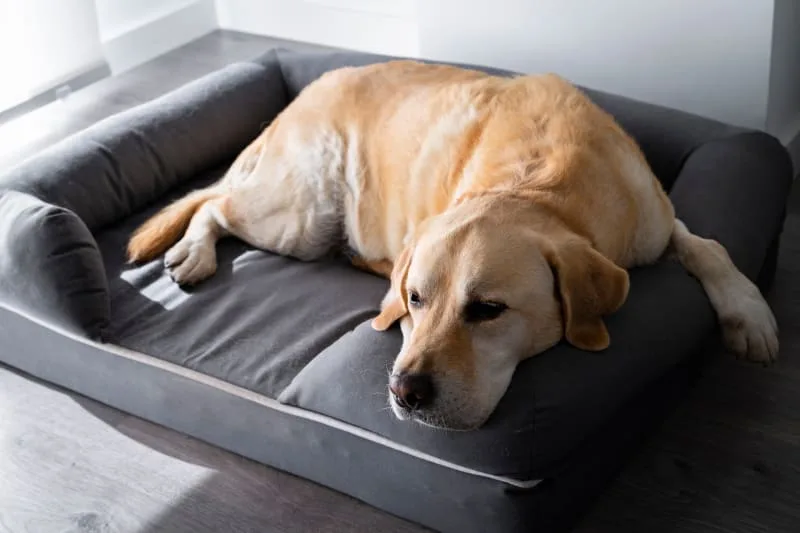 About Cushing's Disease in Dogs