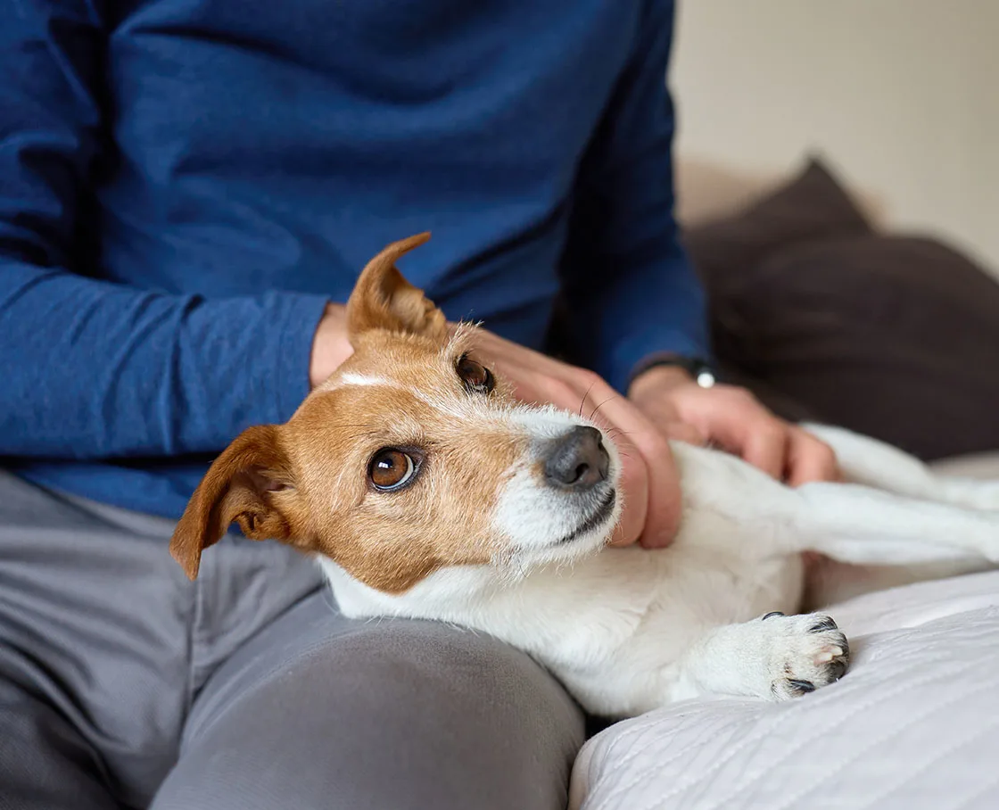 JRT on bed getting rubs by owner