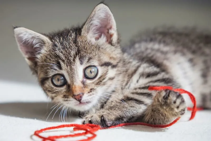 How Old Do Kittens Have to Be to Get Fixed?
