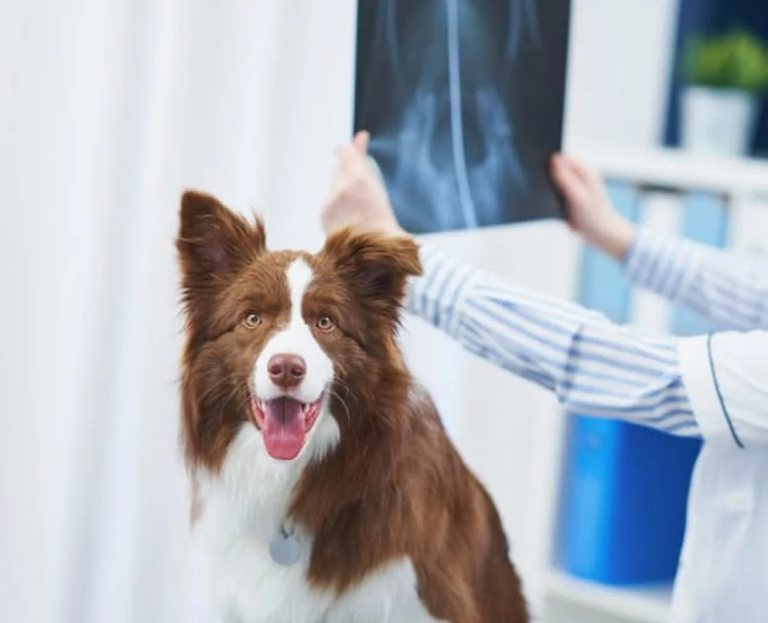 A border collie sits at the vet as a veterinarian reviews an X-ray.