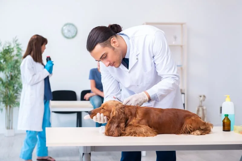 Why Are Routine Veterinary Checkups Important?