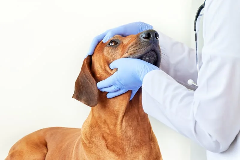 What is an Ophthalmology Vet?