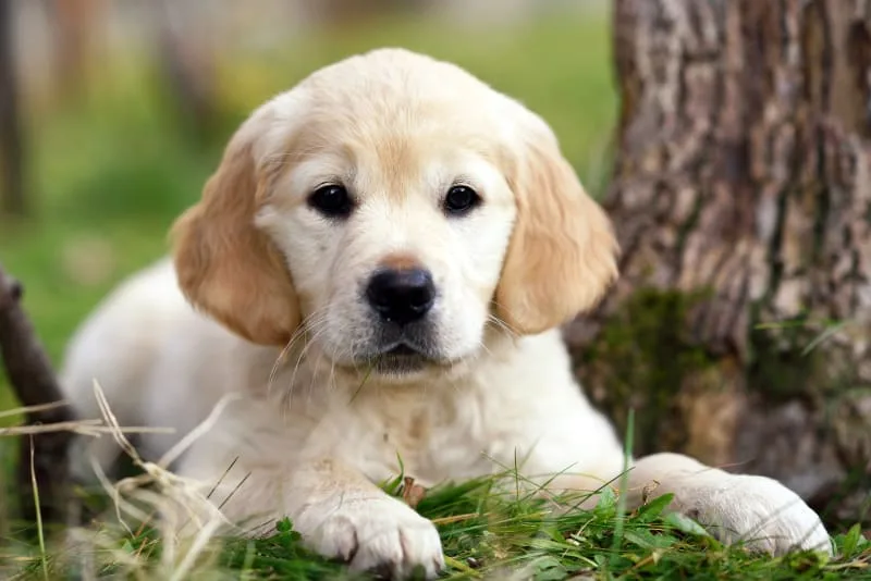 How to Raise a Puppy: Guide for the First Year