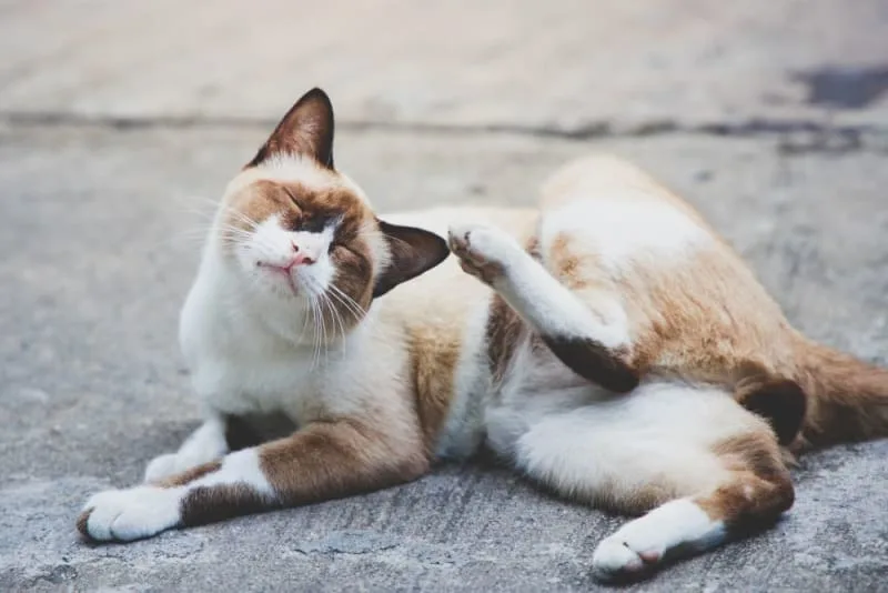 Cat Skin Allergies: Symptoms & Treatments