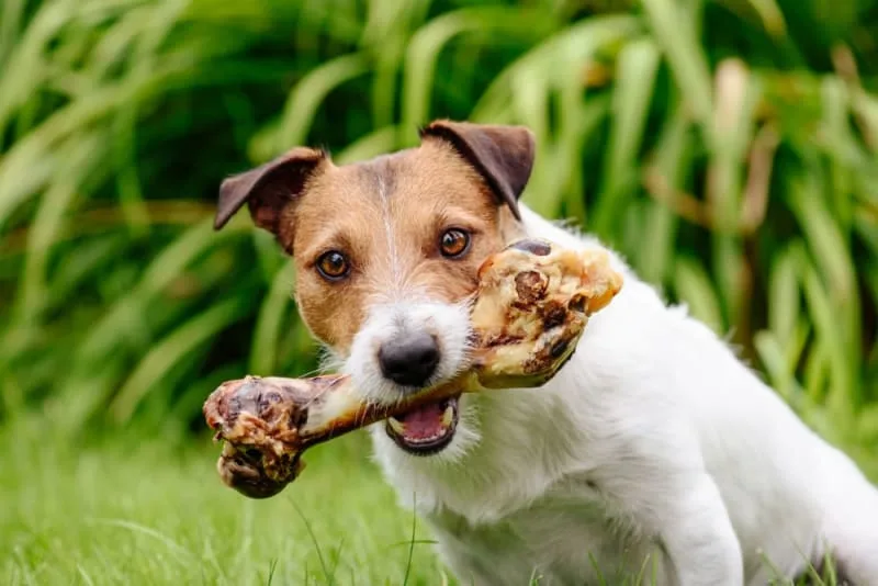 Dog Bone Safety: Can Dogs Eat Bones?