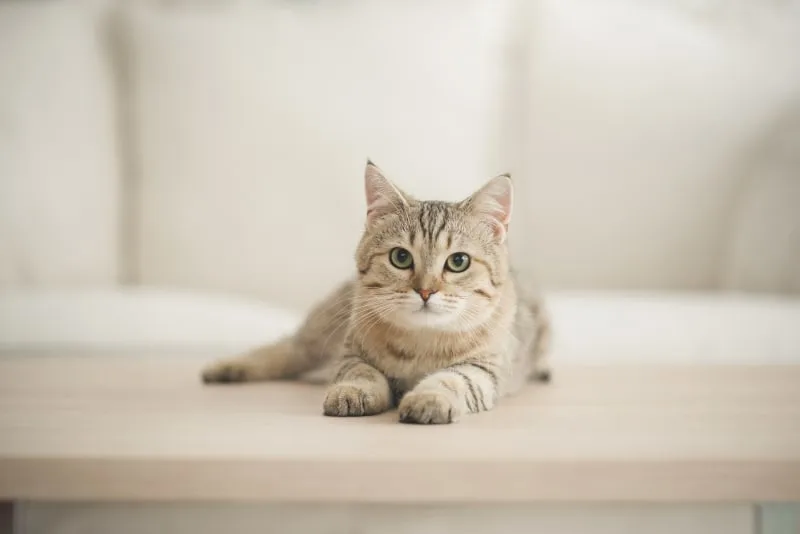 What You Need To Know About Giardia In Cats