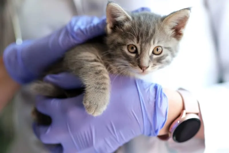 Kitten's First Vet Visit: What to Expect