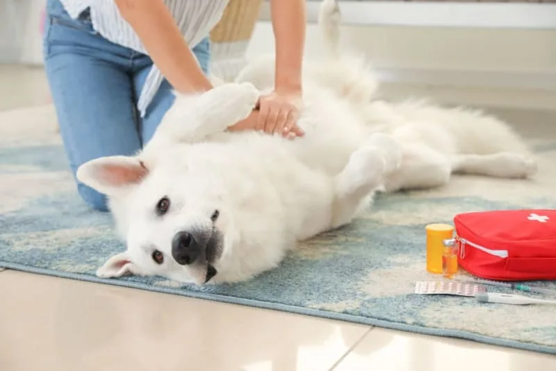 Heimlich Maneuver For Dogs: What to Do if My Dog is Choking