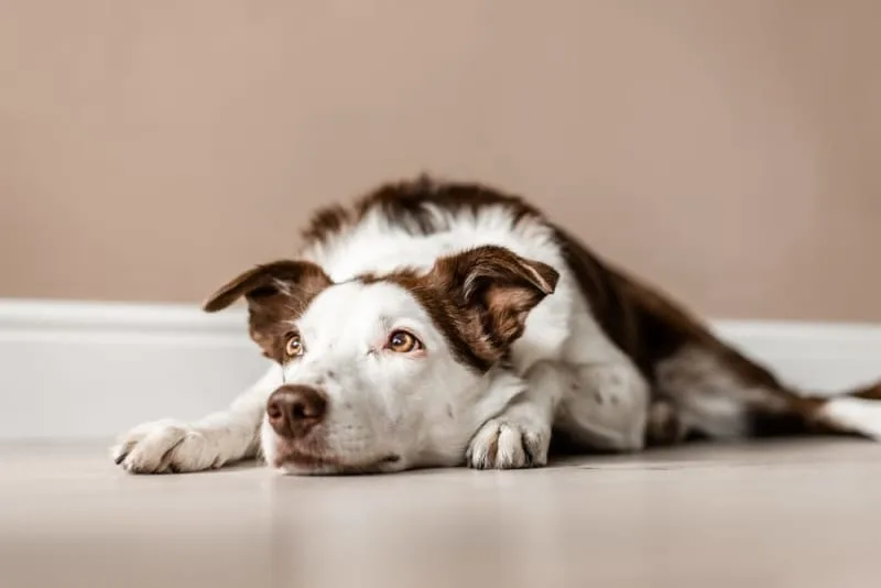 Hookworms in Dogs: Signs, Treatment & Prevention