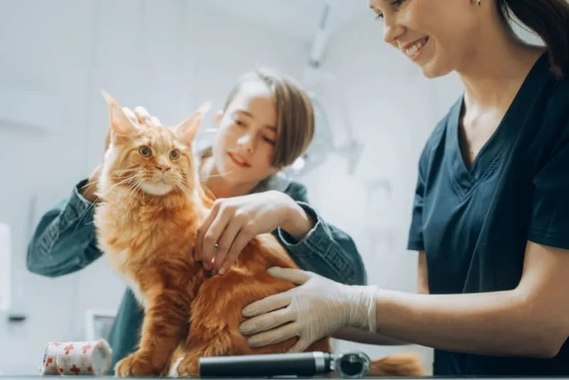 Understanding Your Cats Blood Test Results