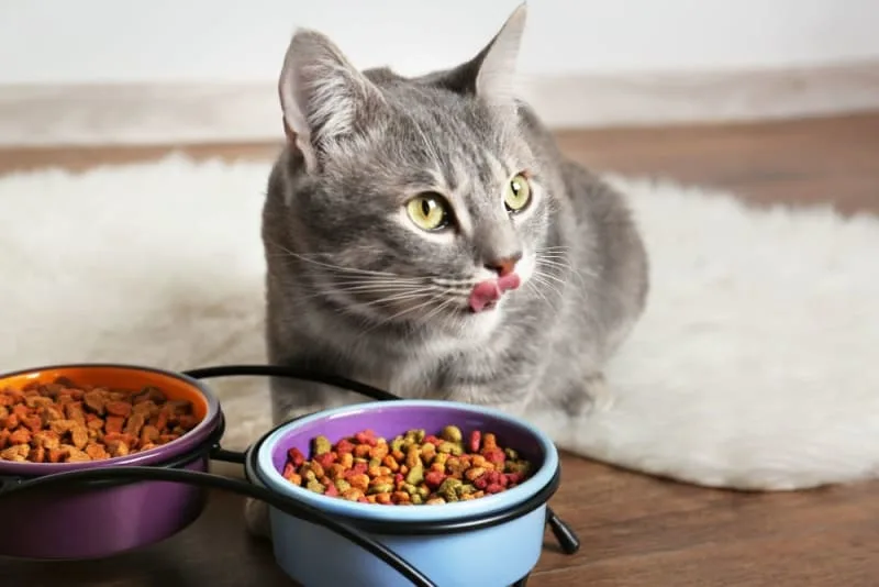 The Most Common Food Allergies in Cats