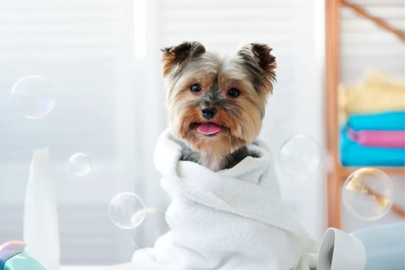 Grooming Puppies: When & How to Do It