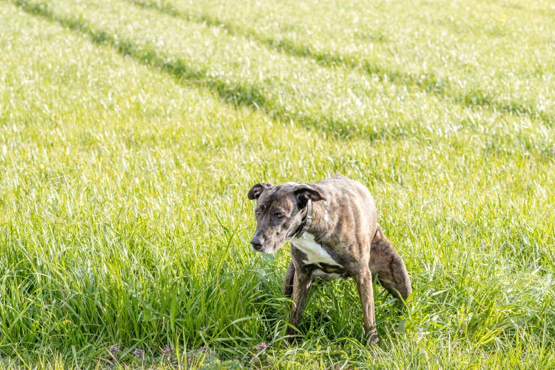 Constipation in Dogs: Causes & Treatments