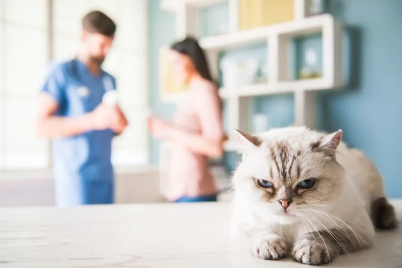 How Often Should My Cat Go To The Vet