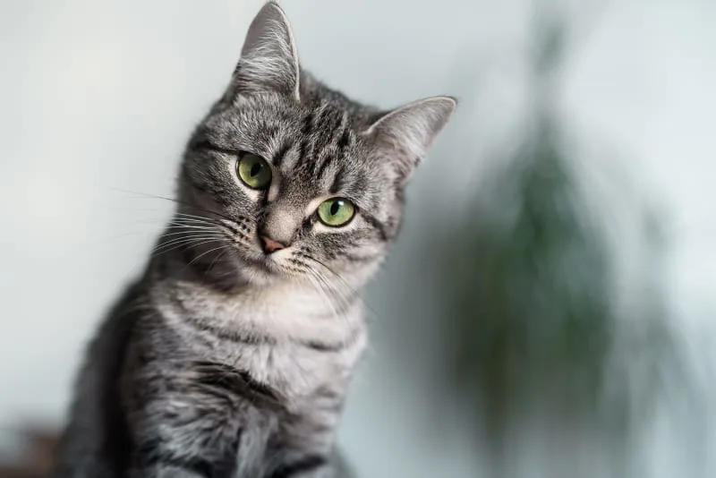 How often do you take a cat to the vet?