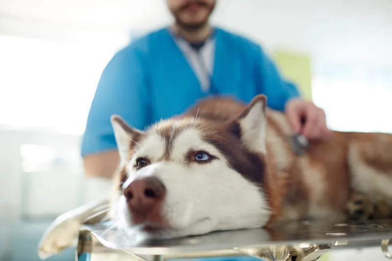 Signs of Bowel Obstruction in Dogs & What to Do