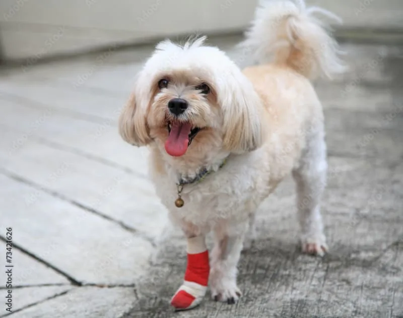 Dog Wound Care & Healing Stages