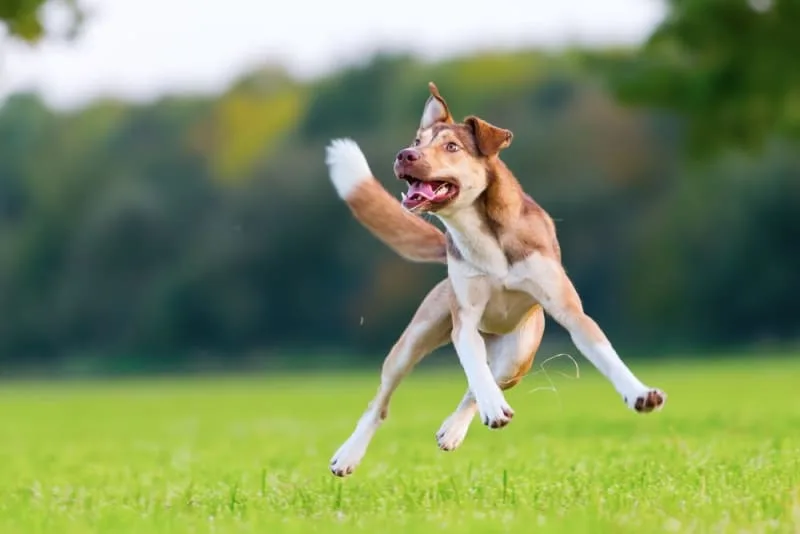 What You Need to Know About FHO Surgery in Dogs & Cats