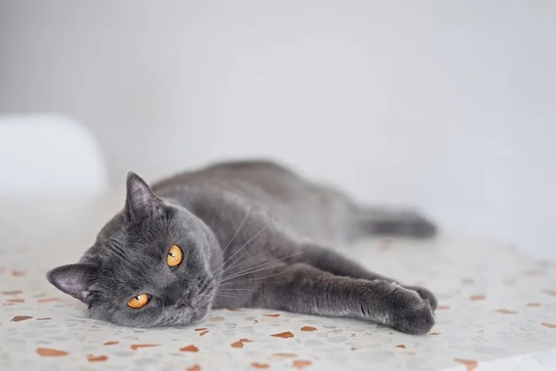 Cat Hernia Surgery