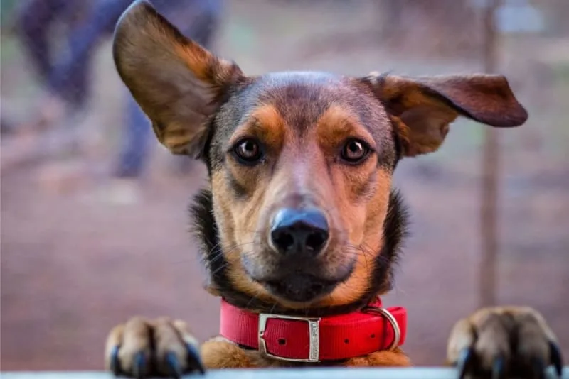 Dog Ear Bleeding: Causes & Treatment