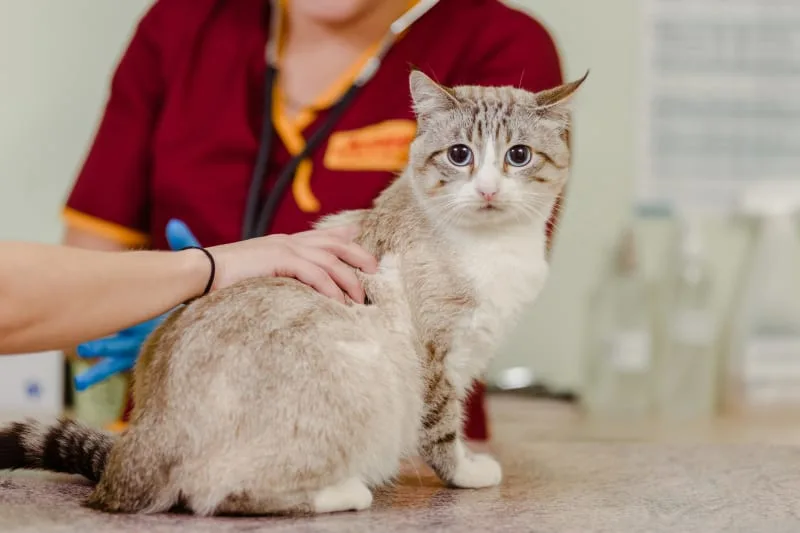 What is the FVRCP cat vaccine?