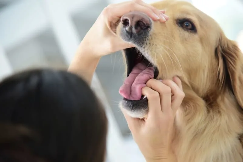Periodontal Disease in Dogs - How to Stop and Prevent Periodontal Disease in Dogs