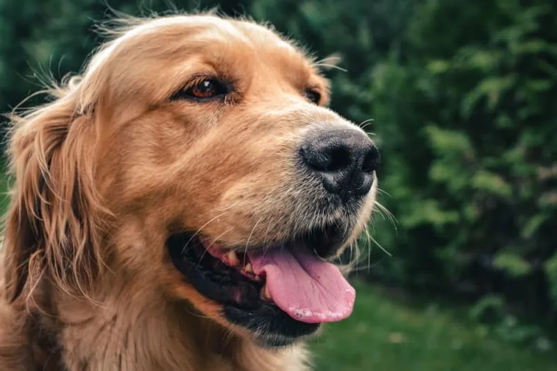 Bad Breath in Dogs: Causes & Remedies