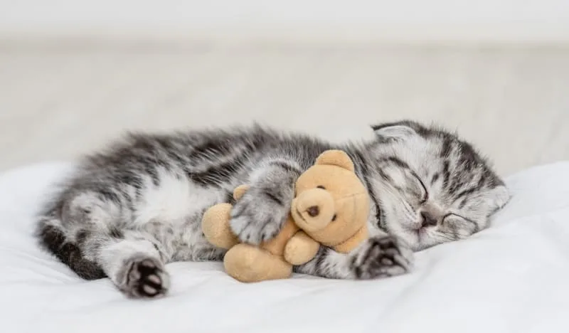 How to Care for a Kitten Without a Mother