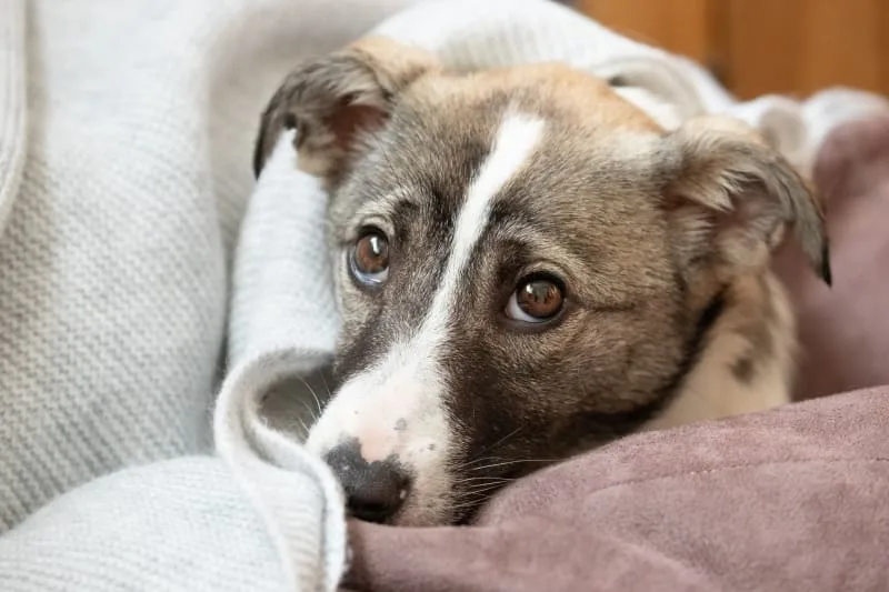 Vomiting & Diarrhea  in Pets That Won't Stop